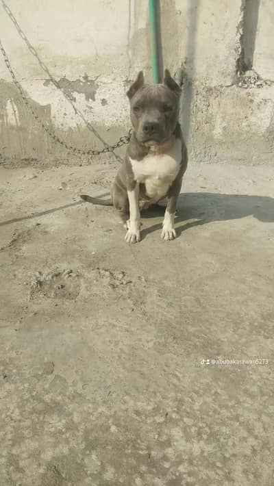 03351496071 female