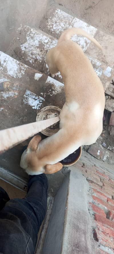 ager kisi ko dog chye to rabta kar skta hai