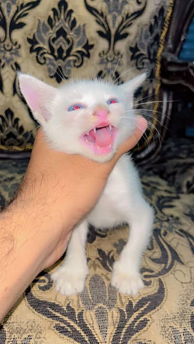 Russian kitten