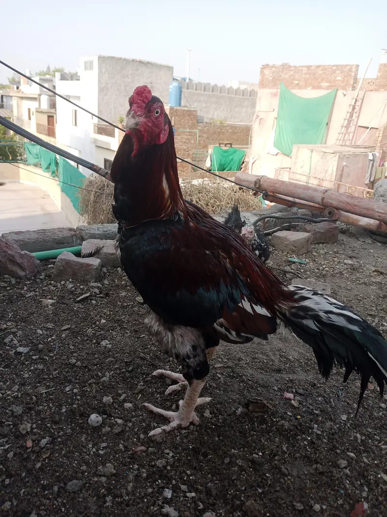 2 Female 1 Male Breeder — photo 12