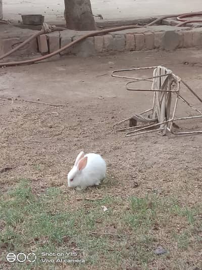 rabbit