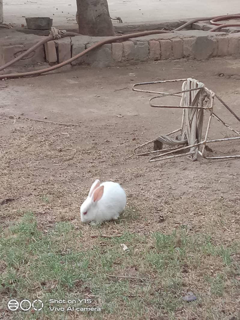 rabbit 0