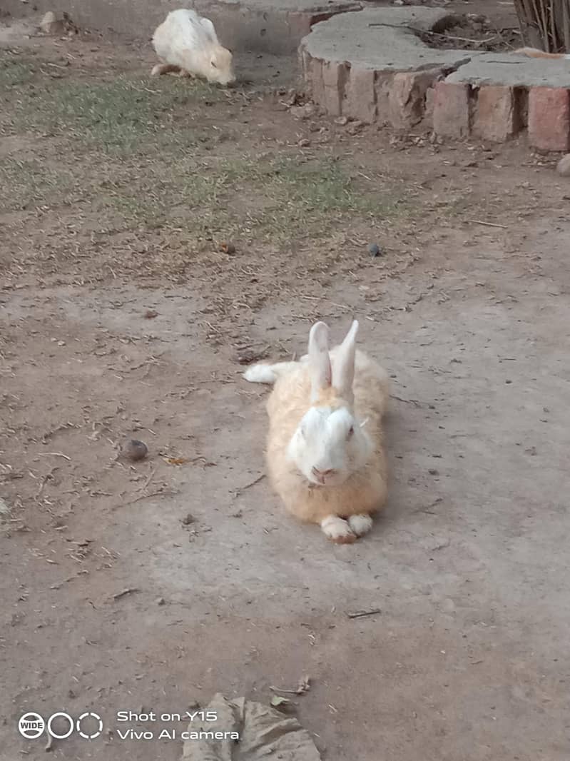rabbit 1