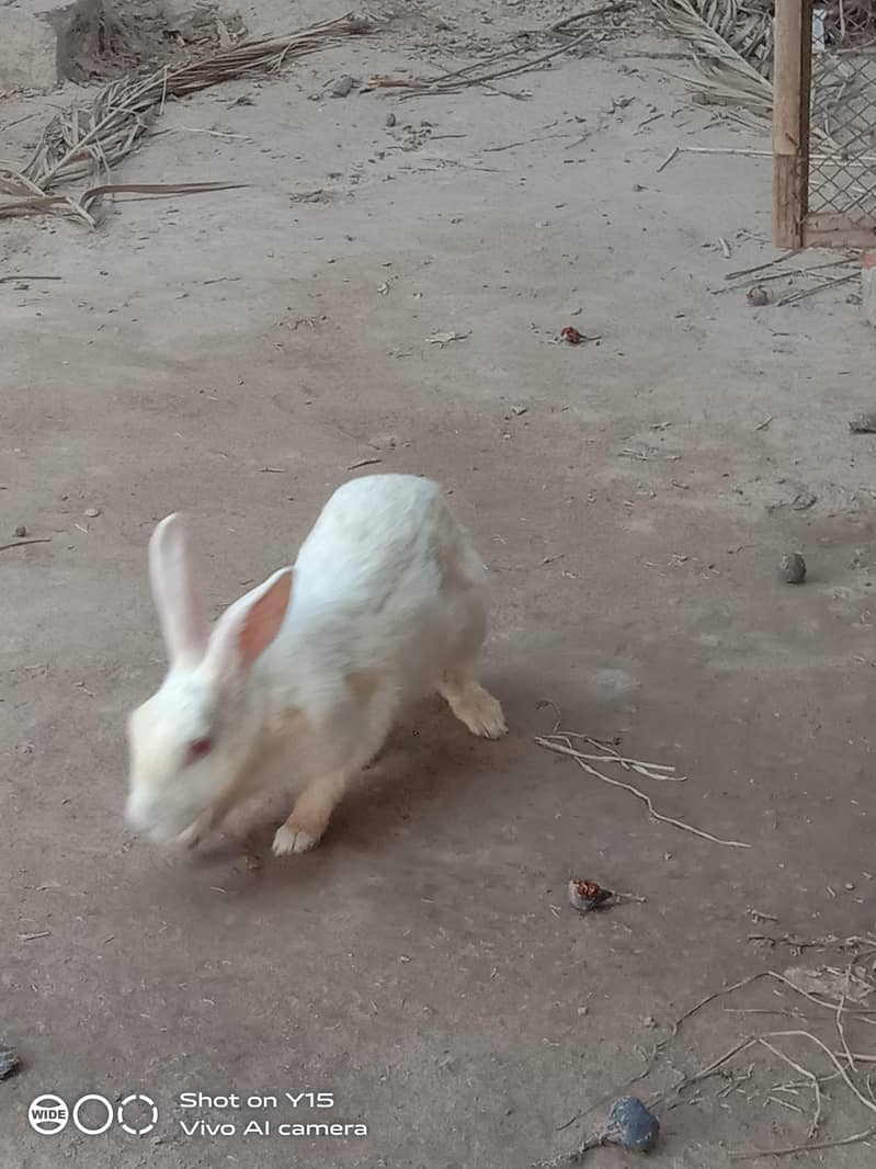 rabbit 2