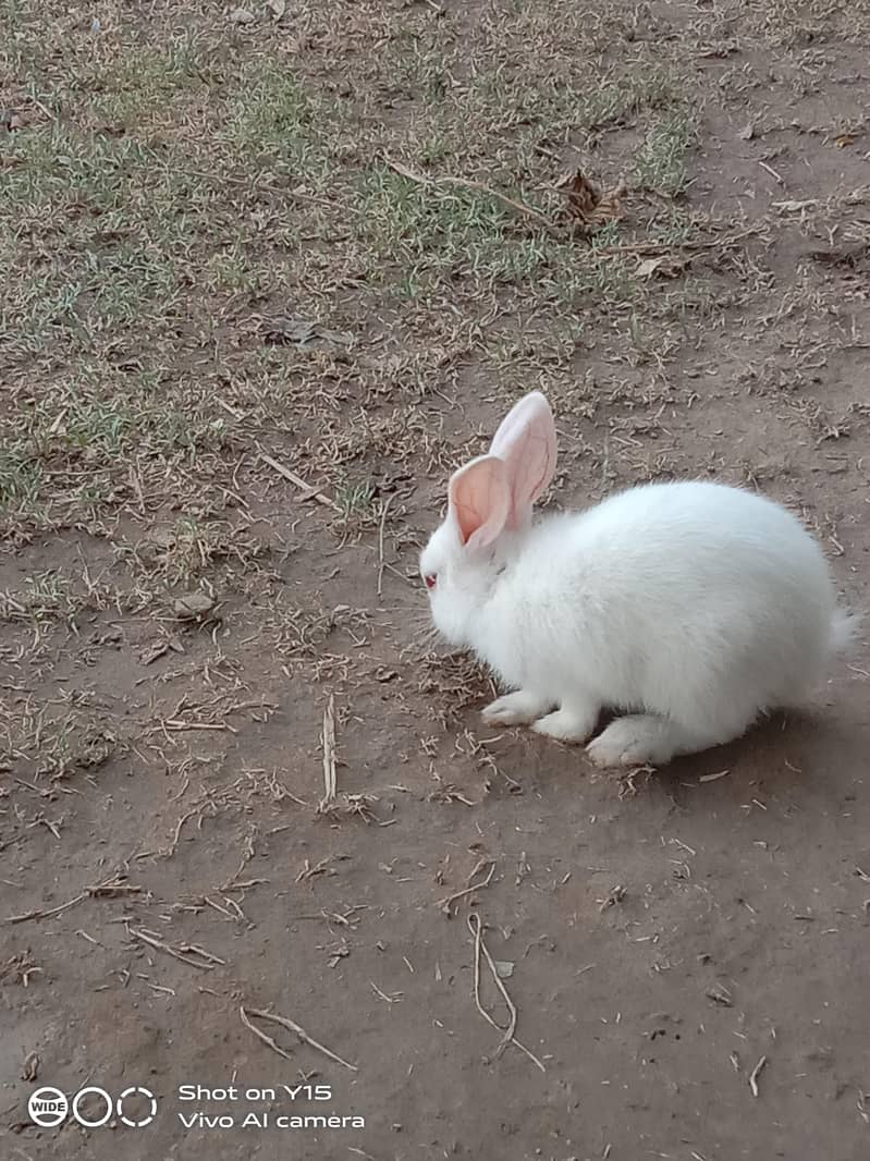 rabbit 3