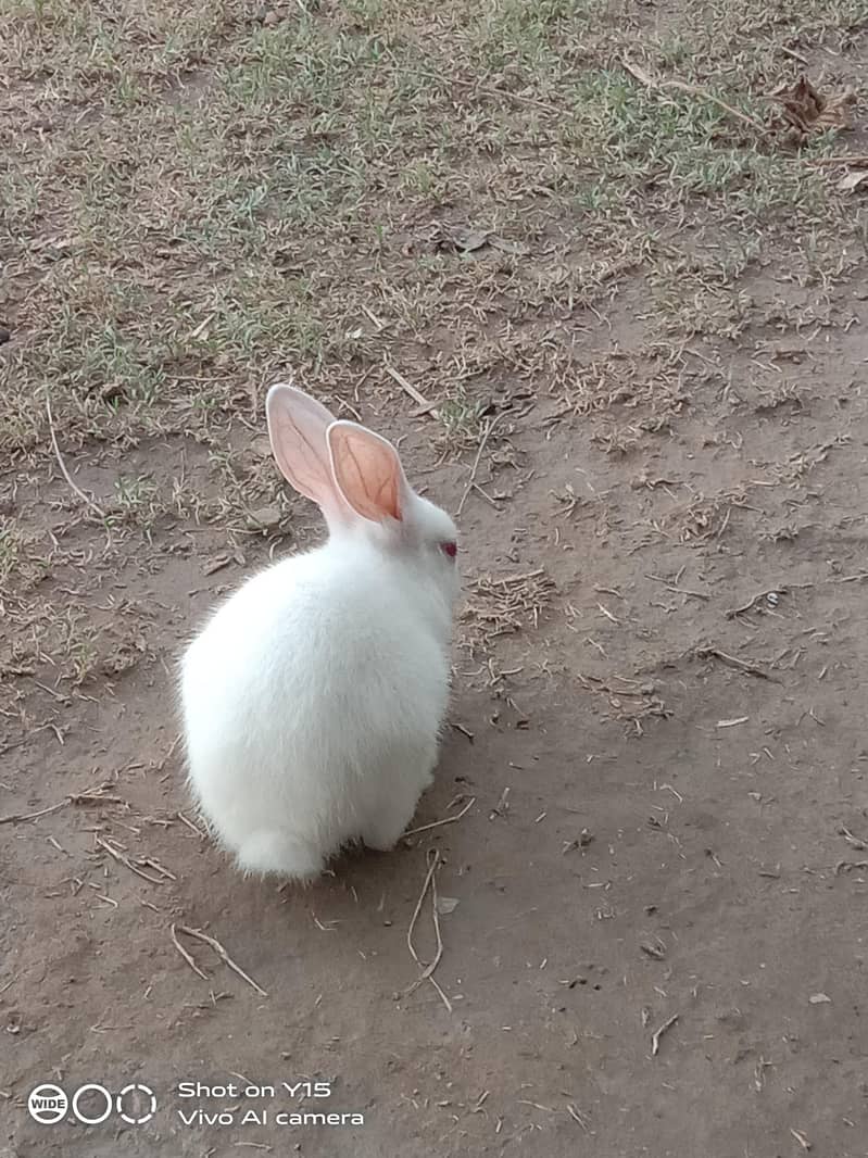 rabbit 4