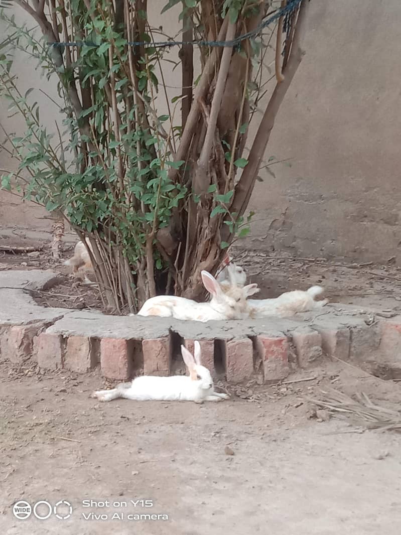 rabbit 5