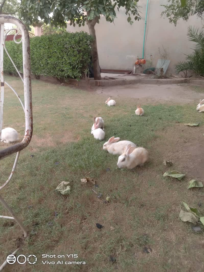 rabbit 6