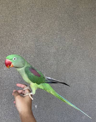 Tamed Kashmiri Raw Parrots  Breeder Pair with cage