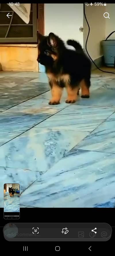 Long coat German puppy Shepherd . 03476578922 WhatsApp