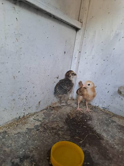 golden misri pair for sale age 1 month