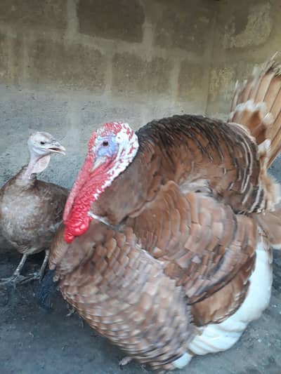 Turky male