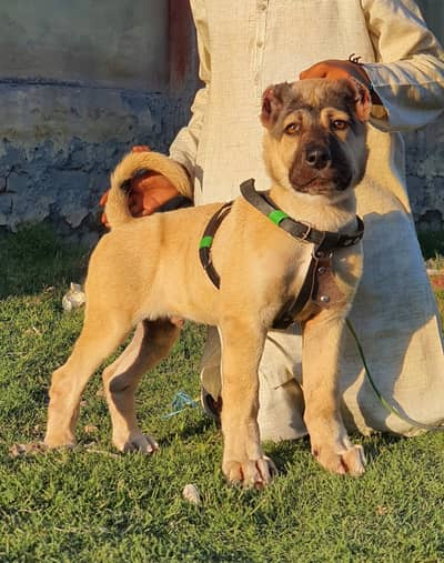 Turkish kangal | kurdish kangal | kangal dog | kangal puppy |kangal