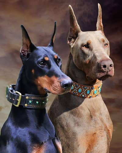 All breed dogs cats import from Russia