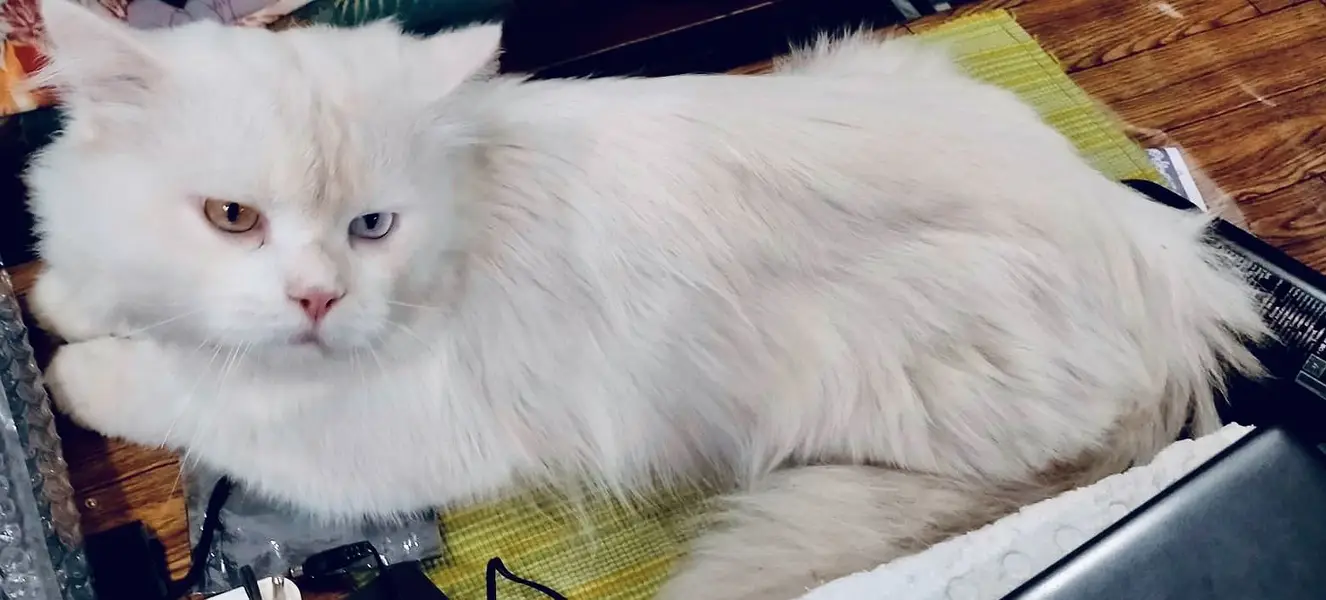Persian CAT (Pair) — photo 2