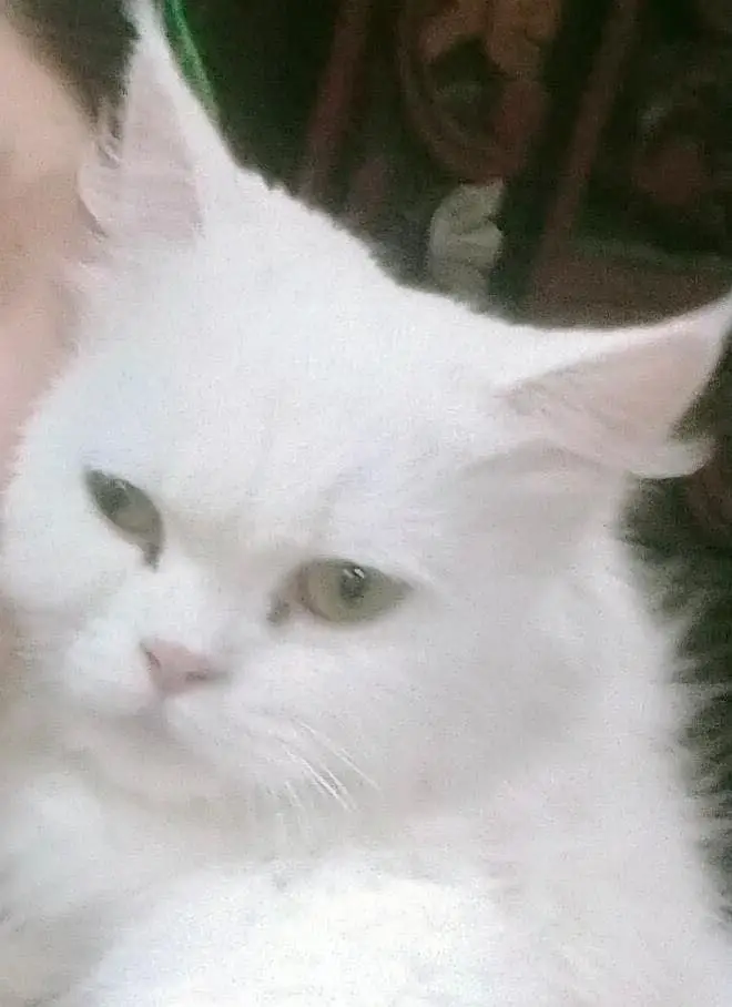 Persian CAT (Pair) — photo 3