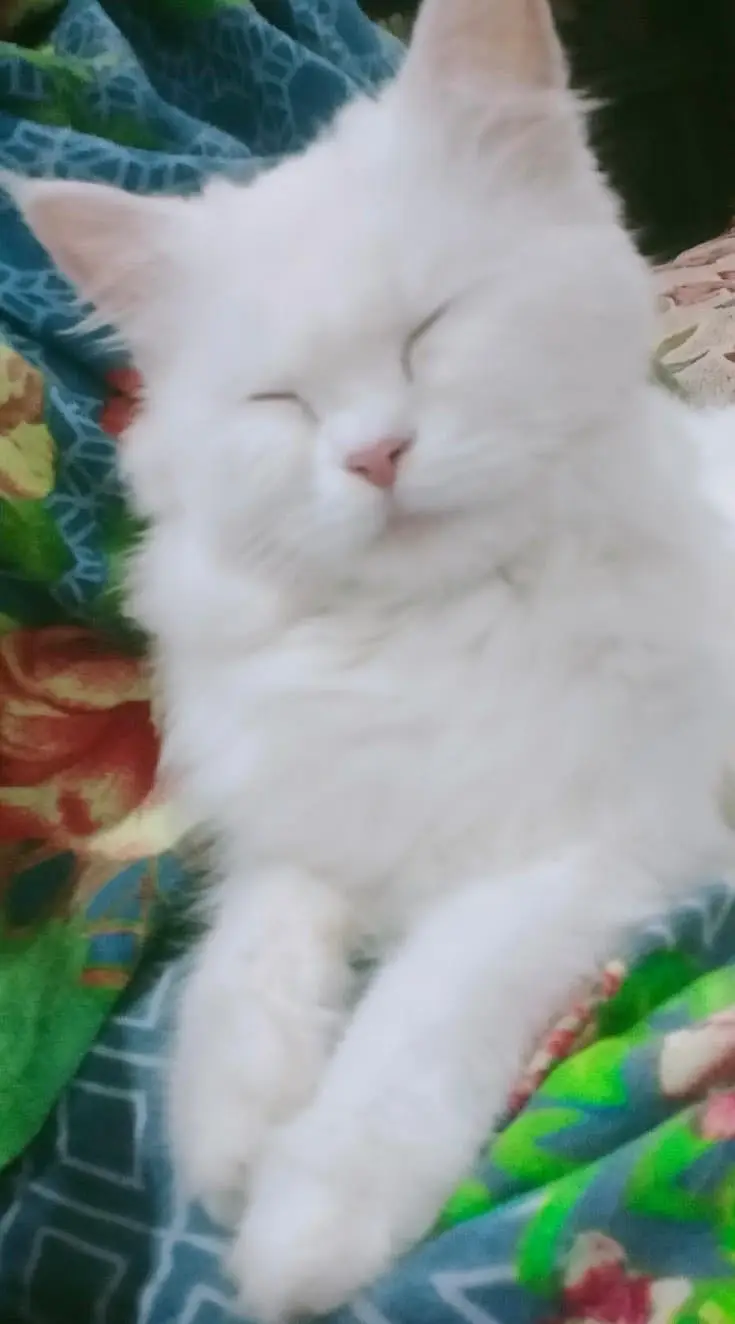 Persian CAT (Pair) — photo 4