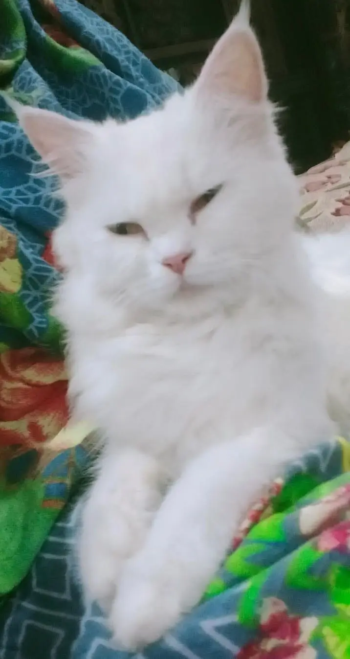 Persian CAT (Pair) — photo 5