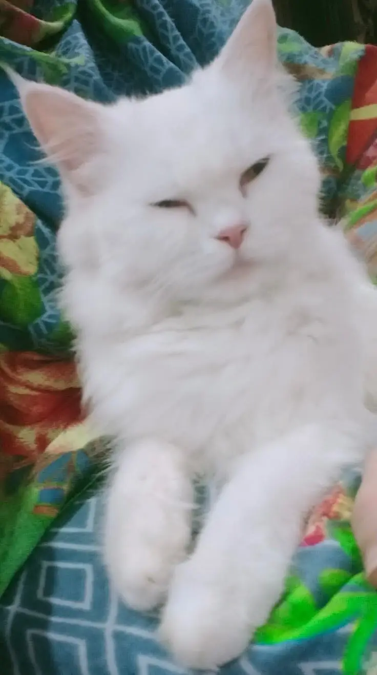 Persian CAT (Pair) — photo 6
