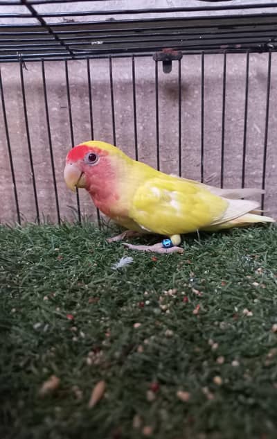 Lutino lovebirds
