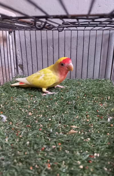 Lutino lovebirds