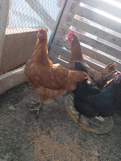 3 golden buff ka corss ha hen fancy ,,,aik dasi ha,,,murga autsrlop ka
