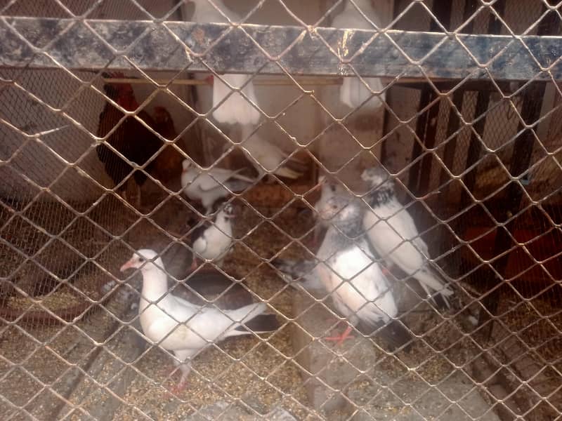Pigeon Breeder 0