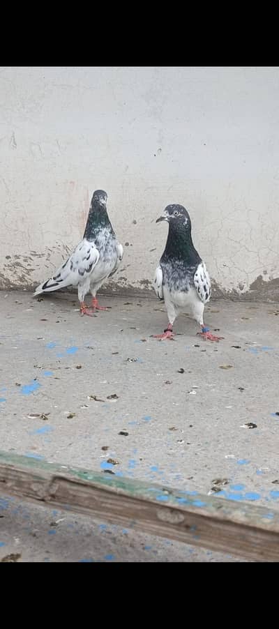 All breeder setup for sale pigeon kabutar