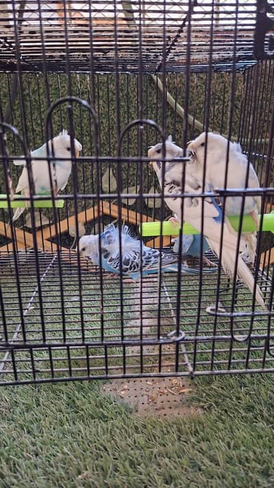 ressecive and pied split double flower and single flower hogo budgie