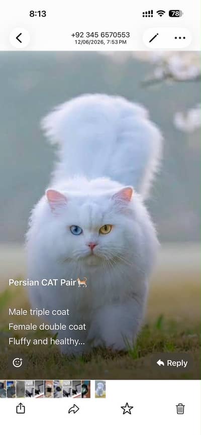 Persian CATs (Pair)