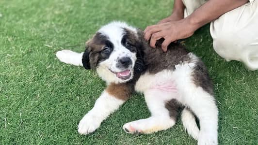 Saint bernard  (2 male and 1 female )