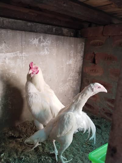 Heera pair