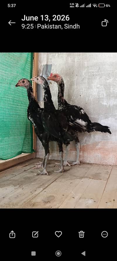 6 Months chicks