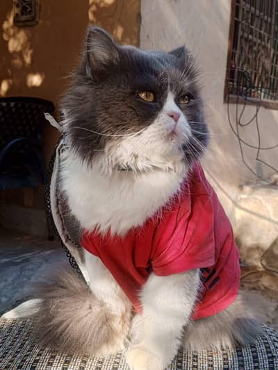 Healthy and Playful Persian cat