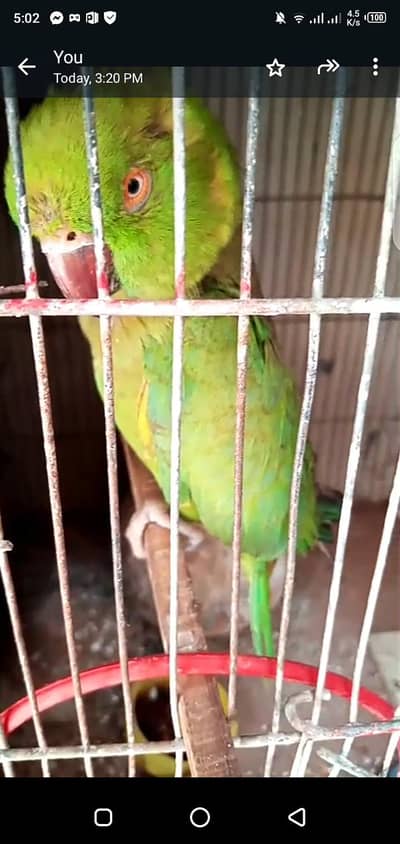 Parrots