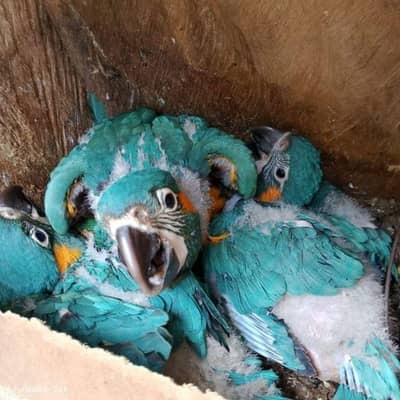 macaw and ostrich chicks
