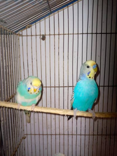 healthy and active budgies in best price for sell. . . . .