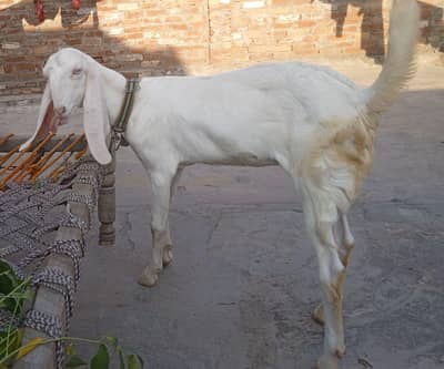 pure Rajan puri golabi bkri