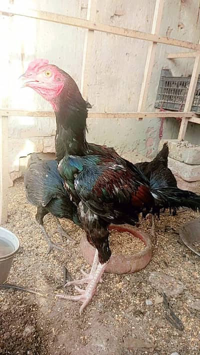 sab for sale hain