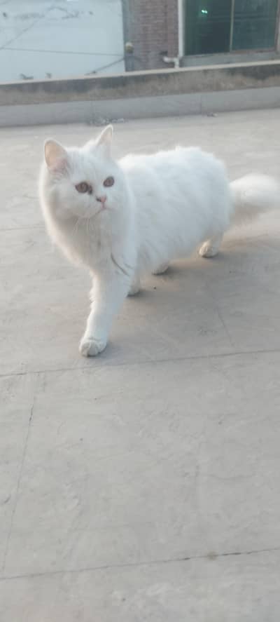 Female cat for sale