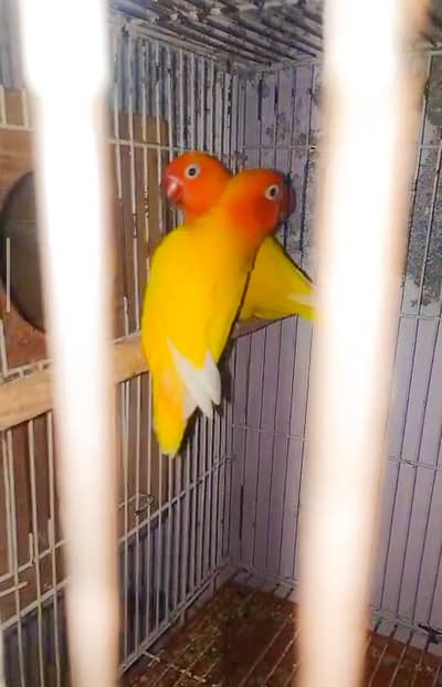 Love Birds