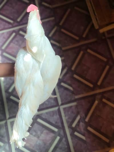 diamond and musra hen
