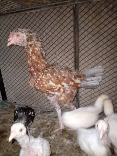 aseel han murgi 8 chicks 4 Hera croos hai