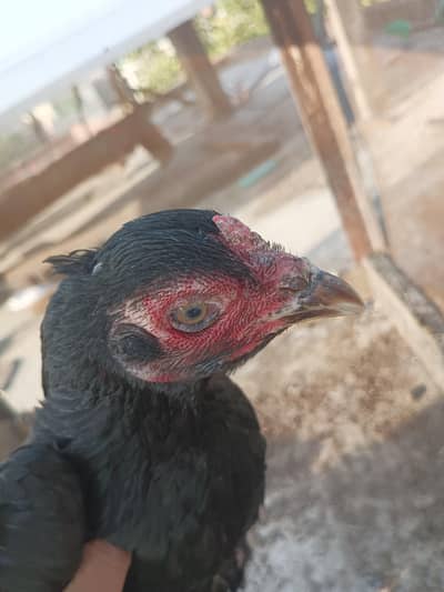 healthy and Activ aseel hen