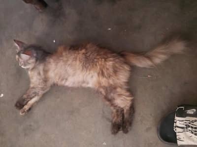 female pregnant cat  45 day pregnant ha male white cat KY sath mate ha