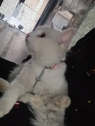 Cats for sale