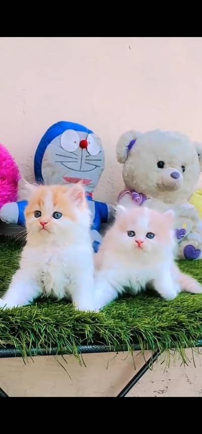 Quality Persian Punch face cat & kitten is03194866952Whatsapp