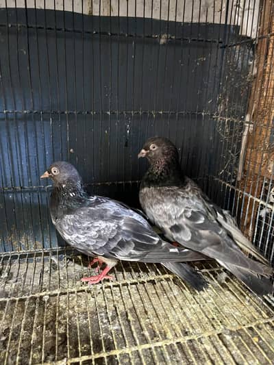 Taddy pair
