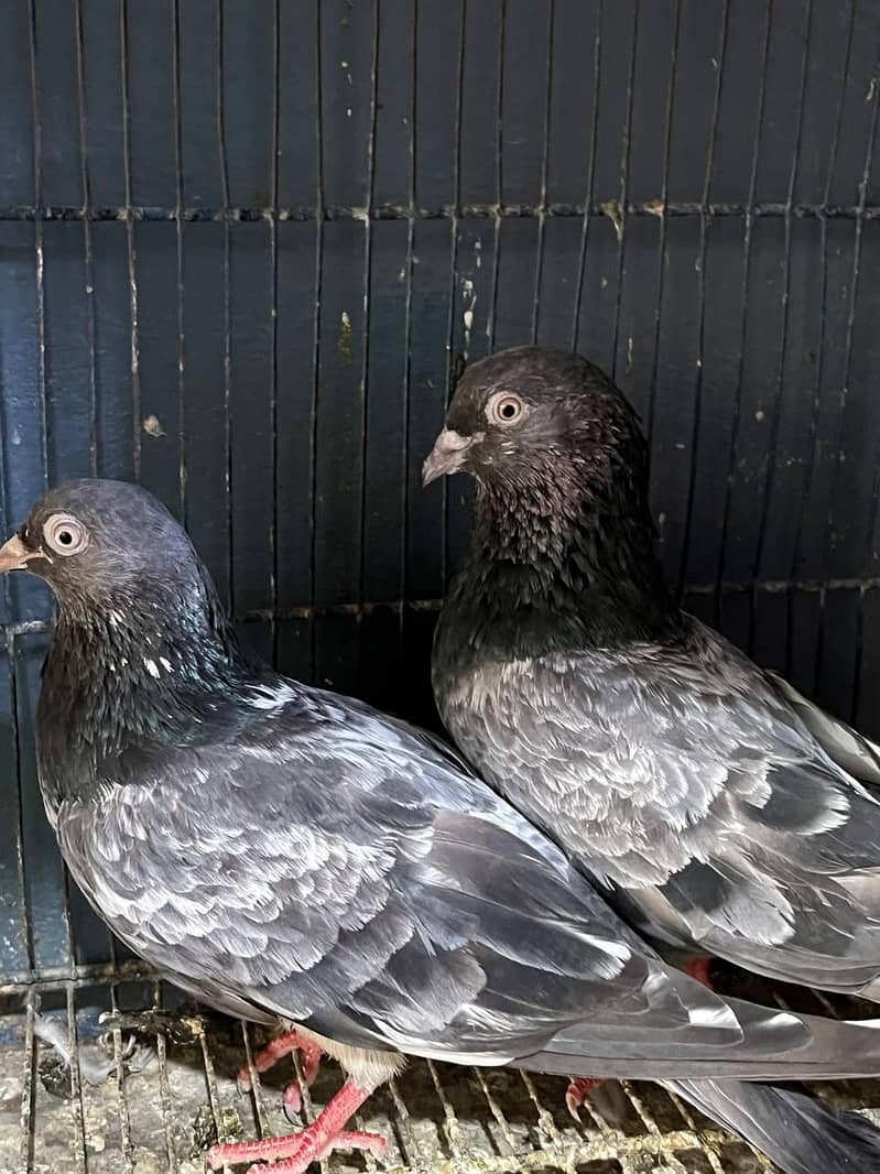 Taddy pair 1