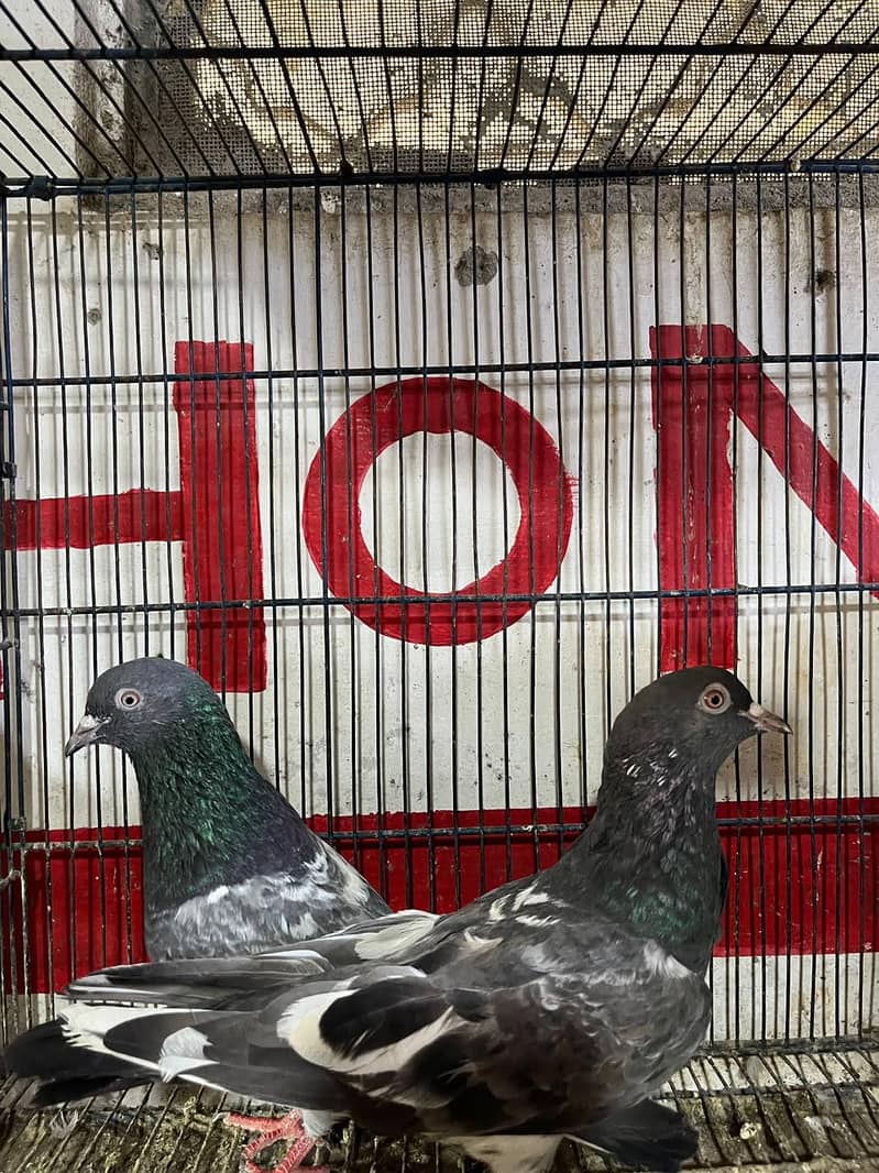 Taddy pair 2